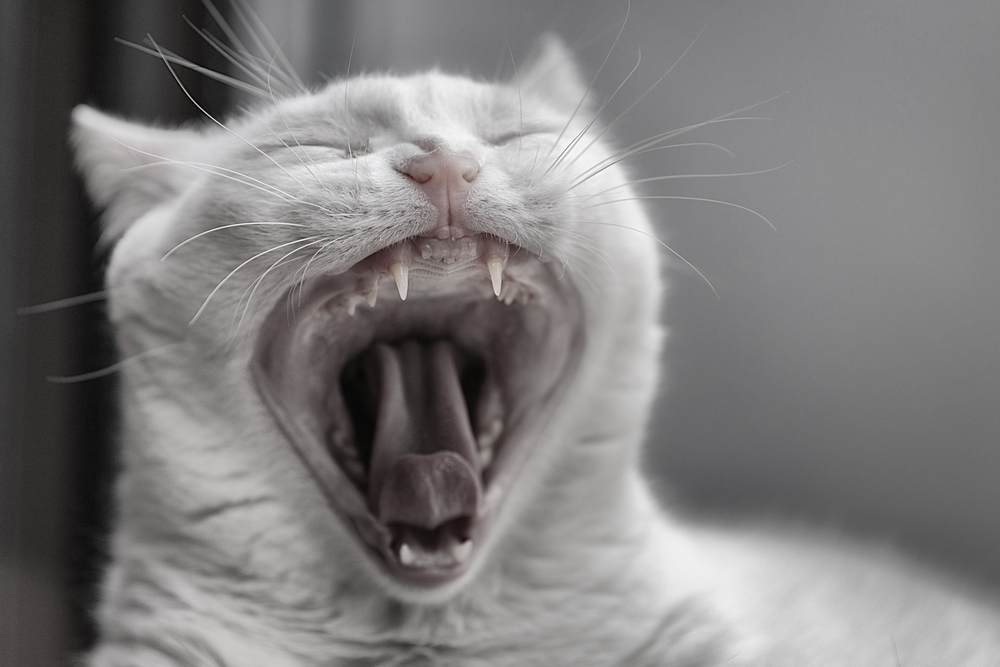Пена у рта у кошки: причины появления и варианты что делать