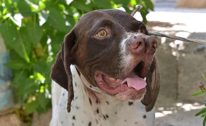 Турецкий каталбурун: необычная охотничья собака с раздвоенным носом
