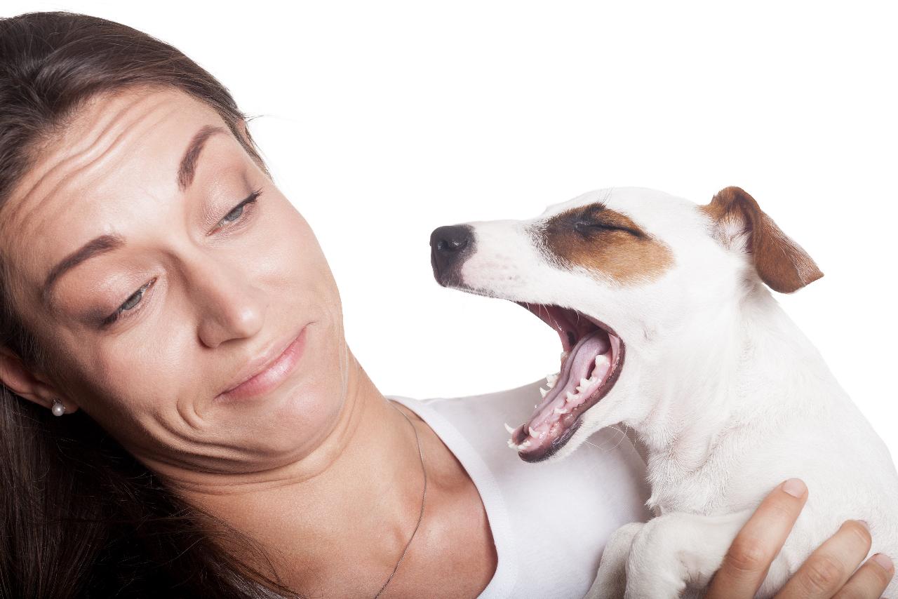 Собака пукает с неприятным запахом: почему так происходит