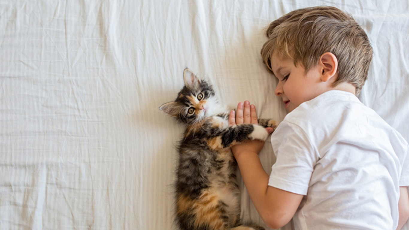 Кот или кошка: выбираем друга в семью с ребёнком