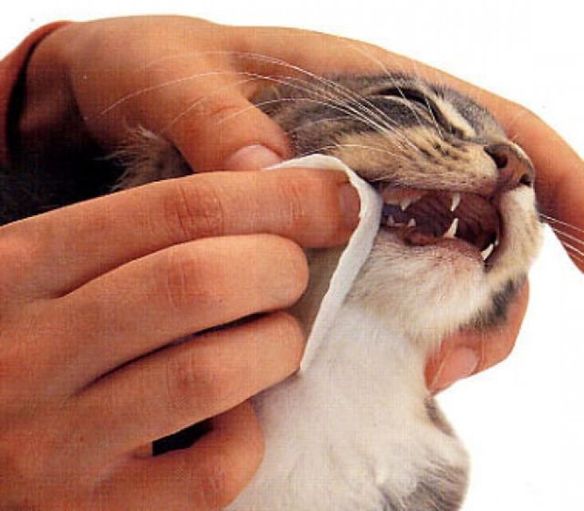 Зубы: второе оружие кошек