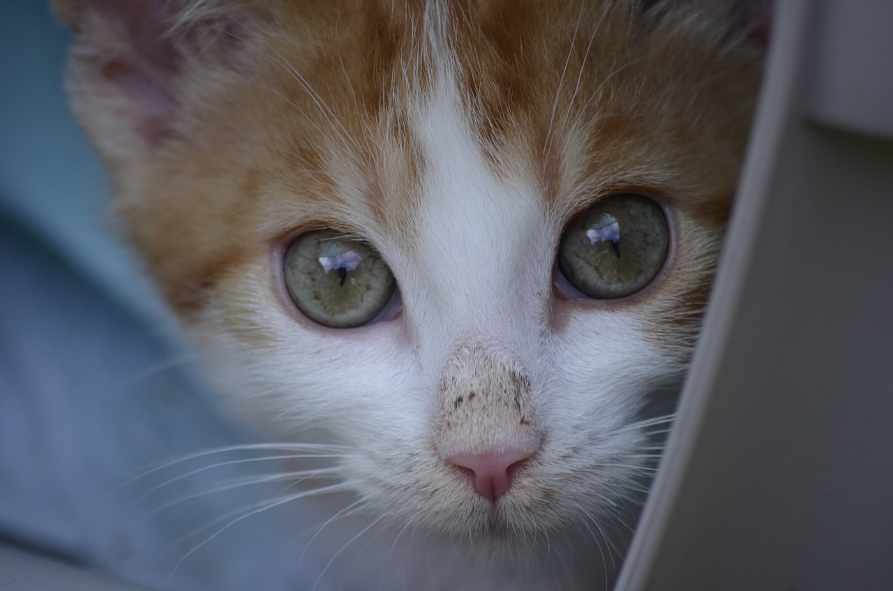 Что такое токсоплазмоз у кошки и чем опасно это заболевание