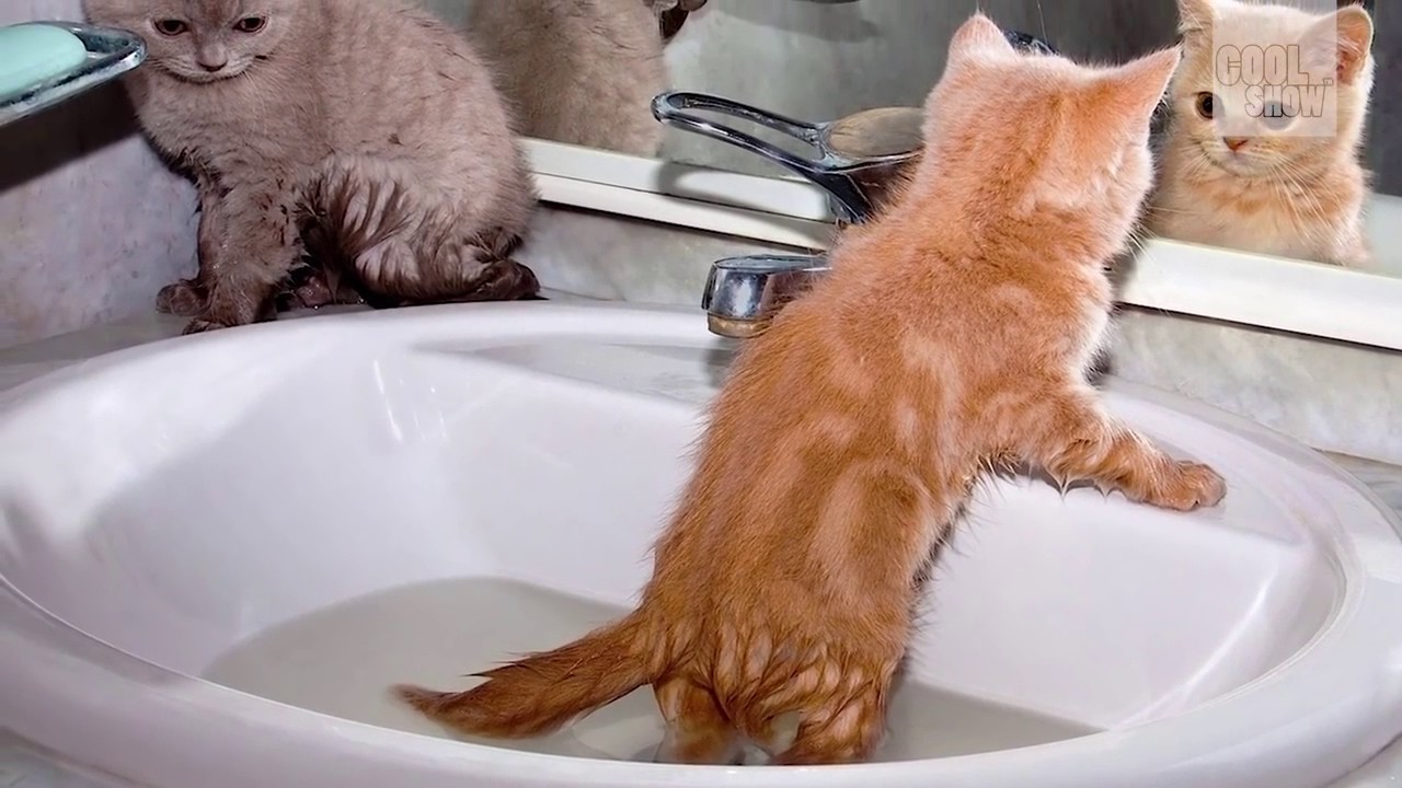 Умеют ли кошки плавать: как приучить к воде кошку