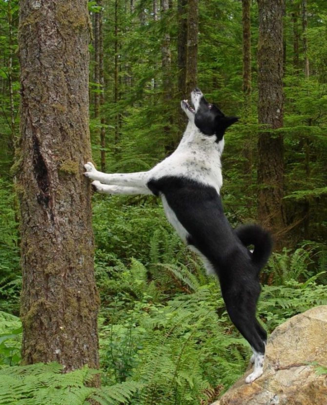 Карельская медвежья собака — отважный охотник в компактном теле
