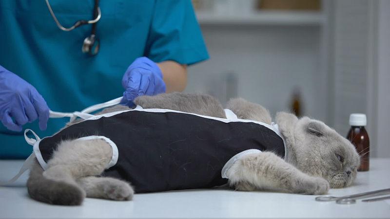 Альтернатива стерилизации кошек и котов