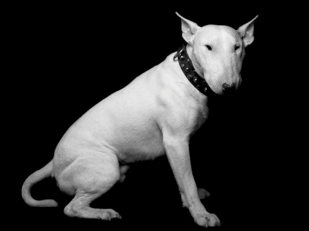 Собака с крысиной мордой: бойцовская порода