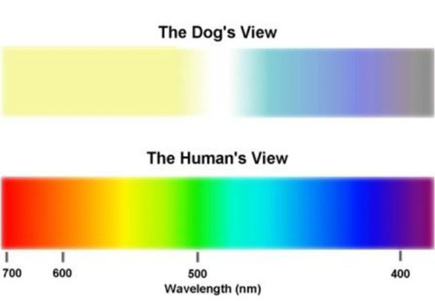 Различают ли собаки цвета или нет и какие