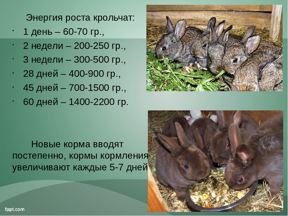 Карликовый кролик: сколько живут породы, уход и содержание