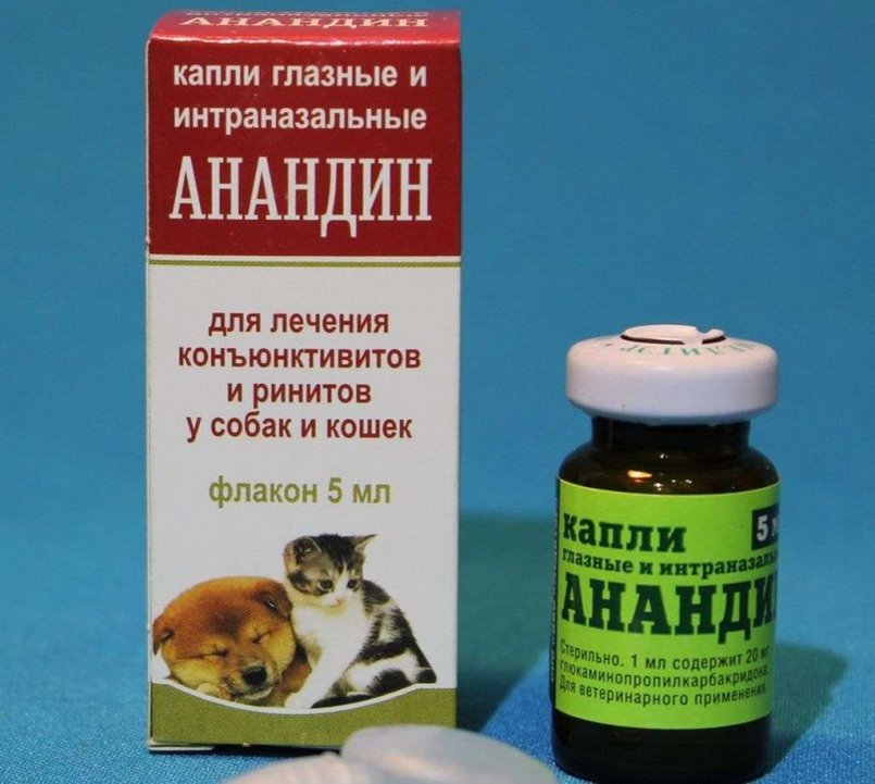 Максидин для кошек: инструкция по применению
