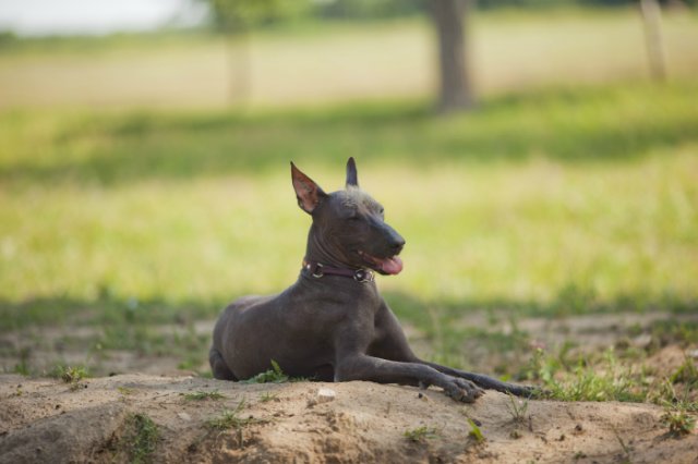 Ксолоитцкуинтли (шолоитцкуинтли) – какая она, мексиканская собака: голая, лысая или хохлатая?