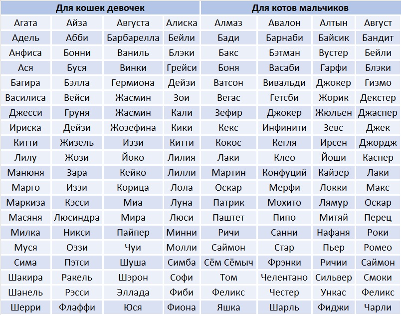 Имена для котов: русские варианты красивых кличек