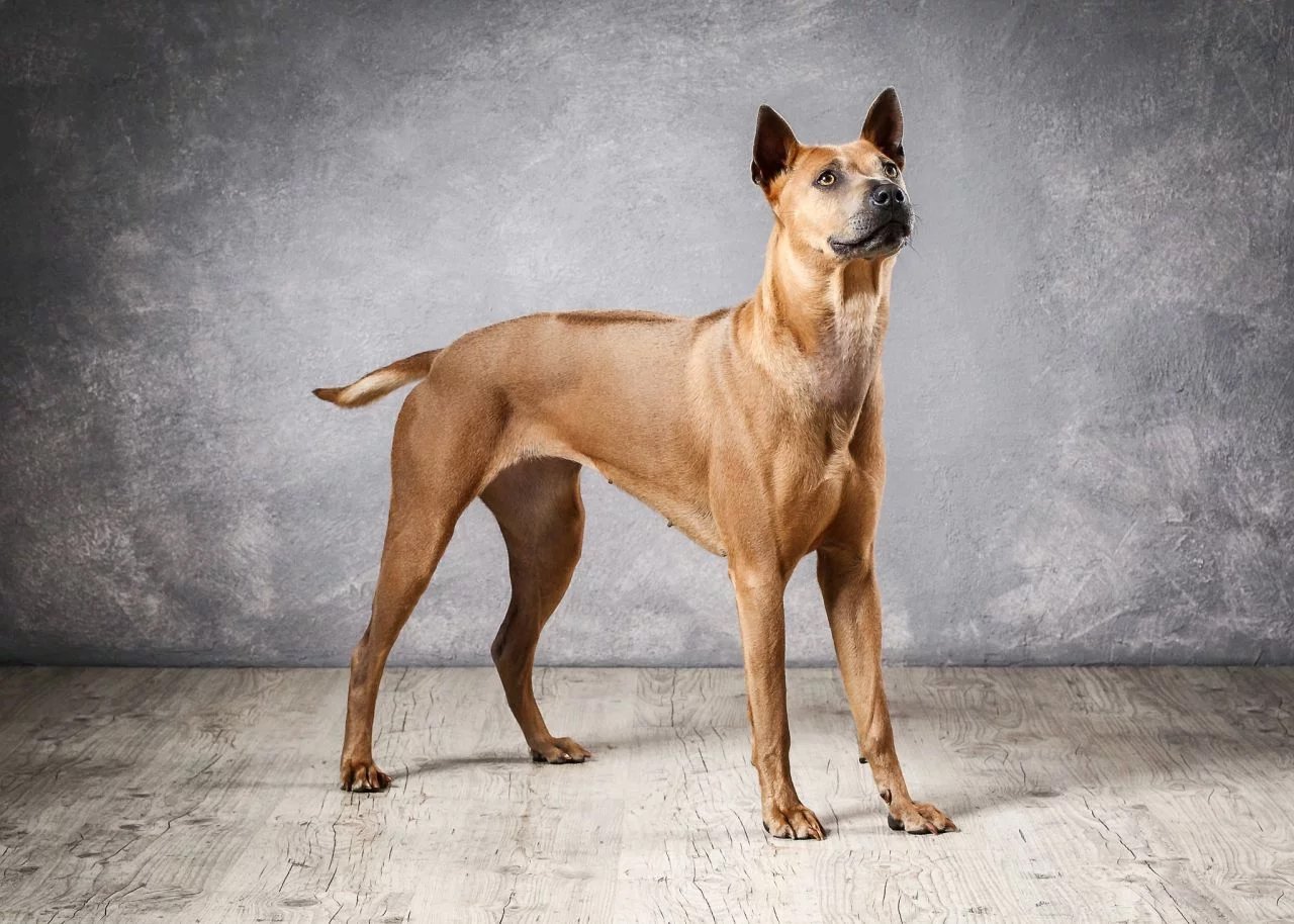Тайский риджбек: описание породы, характер собак
