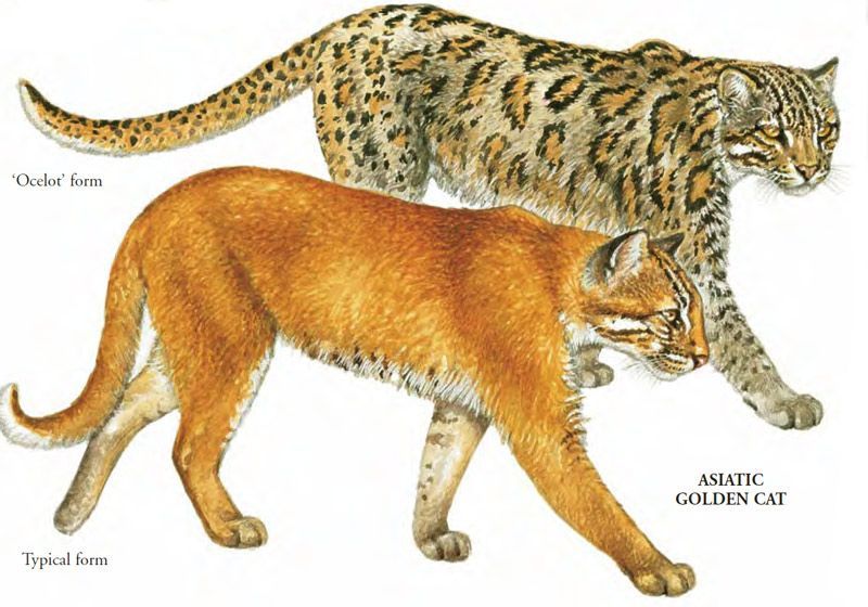 Золотая африканская кошка — редкая красавица