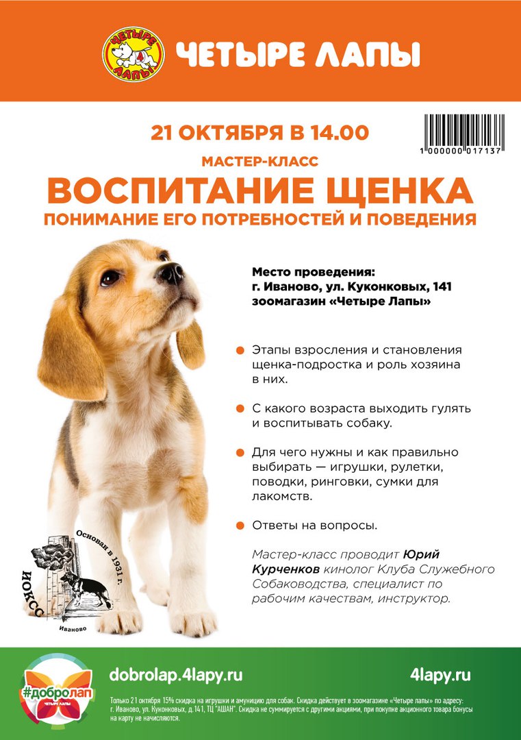 Как дрессировать лайку: воспитание щенка в домашних условиях