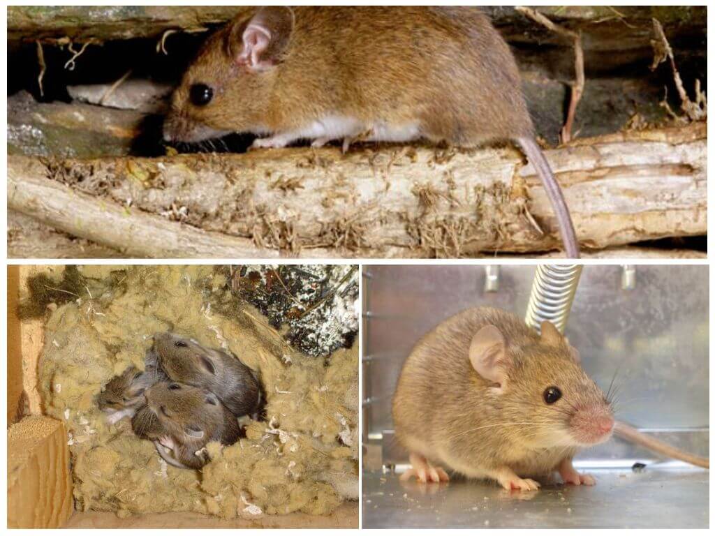Продолжительность жизни мыши. Домовая мышь. Продолжительность жизни мышей в природе. Домовая мышь домашняя. Домовая и Лесная мышь.