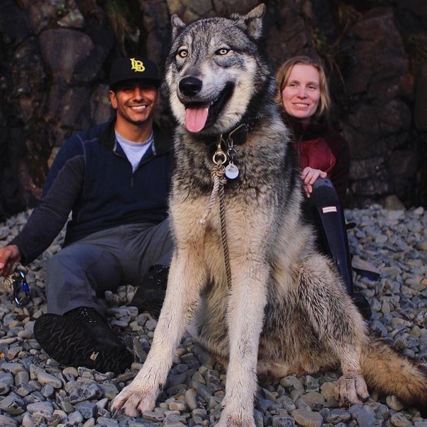 Волкособ — гибрид волка и собаки: достоинства и недостатки
