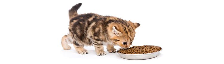 Как правильно переводить кошку на сухой корм?