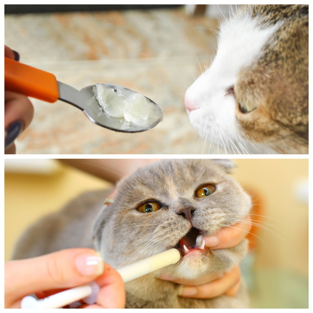 Как дать кошке таблетку, если она выплевывает