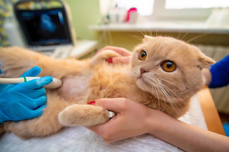 Панкреатит у кошек: причины патологии, лечение и профилактика