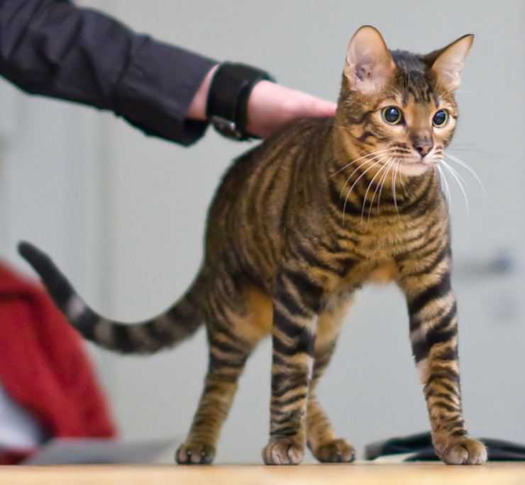 Тойгер (кошка): подробное описание породы