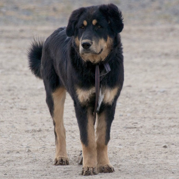 Бурят-монгольский волкодав (хотошо): описание породы
