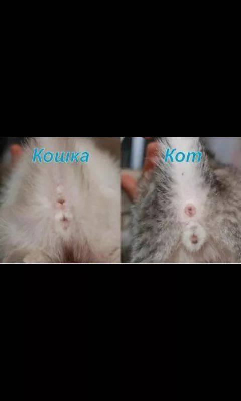 Как определить пол котенка: кот или кошка
