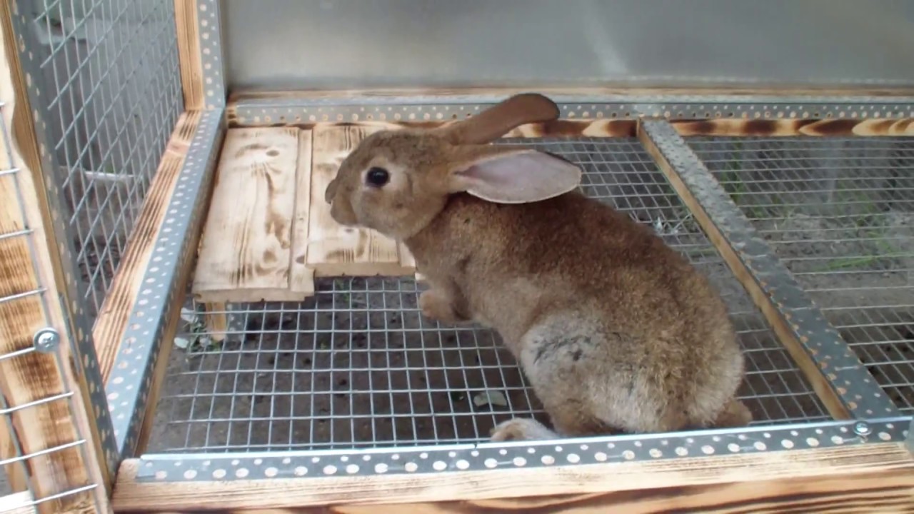 Содержание кроликов на улице круглый год в клетках
