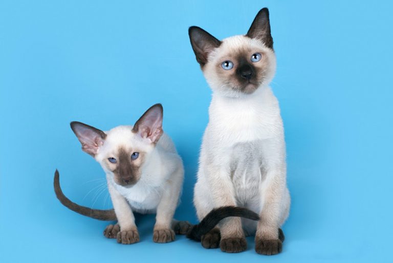 Сиамские кошки: особенности внешности и характера, питание, уход и разведение