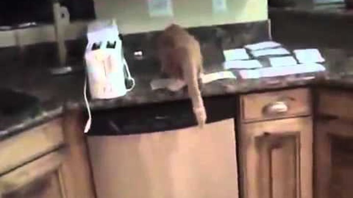5 гуманных способов как отучить кота лазить на стол
