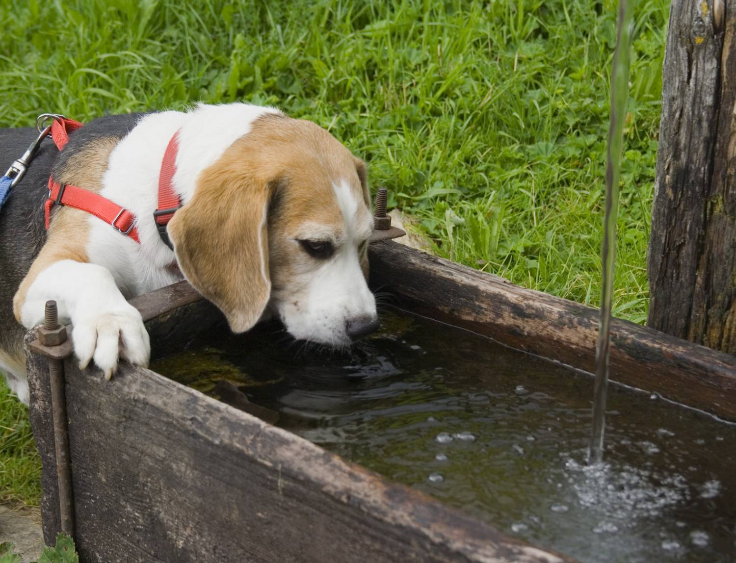 Сколько собака может прожить без еды и воды