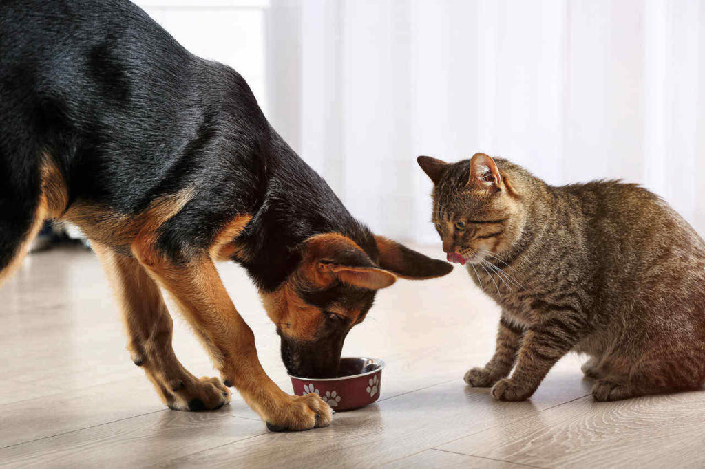 10 причин, почему кошек содержать проще, чем собак