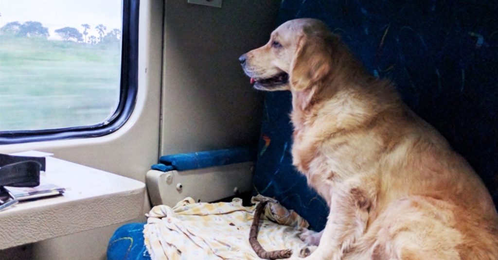 Как перевозить кошку в поезде: правила РЖД