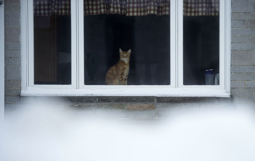 Где искать кошку, которая выпала в окно