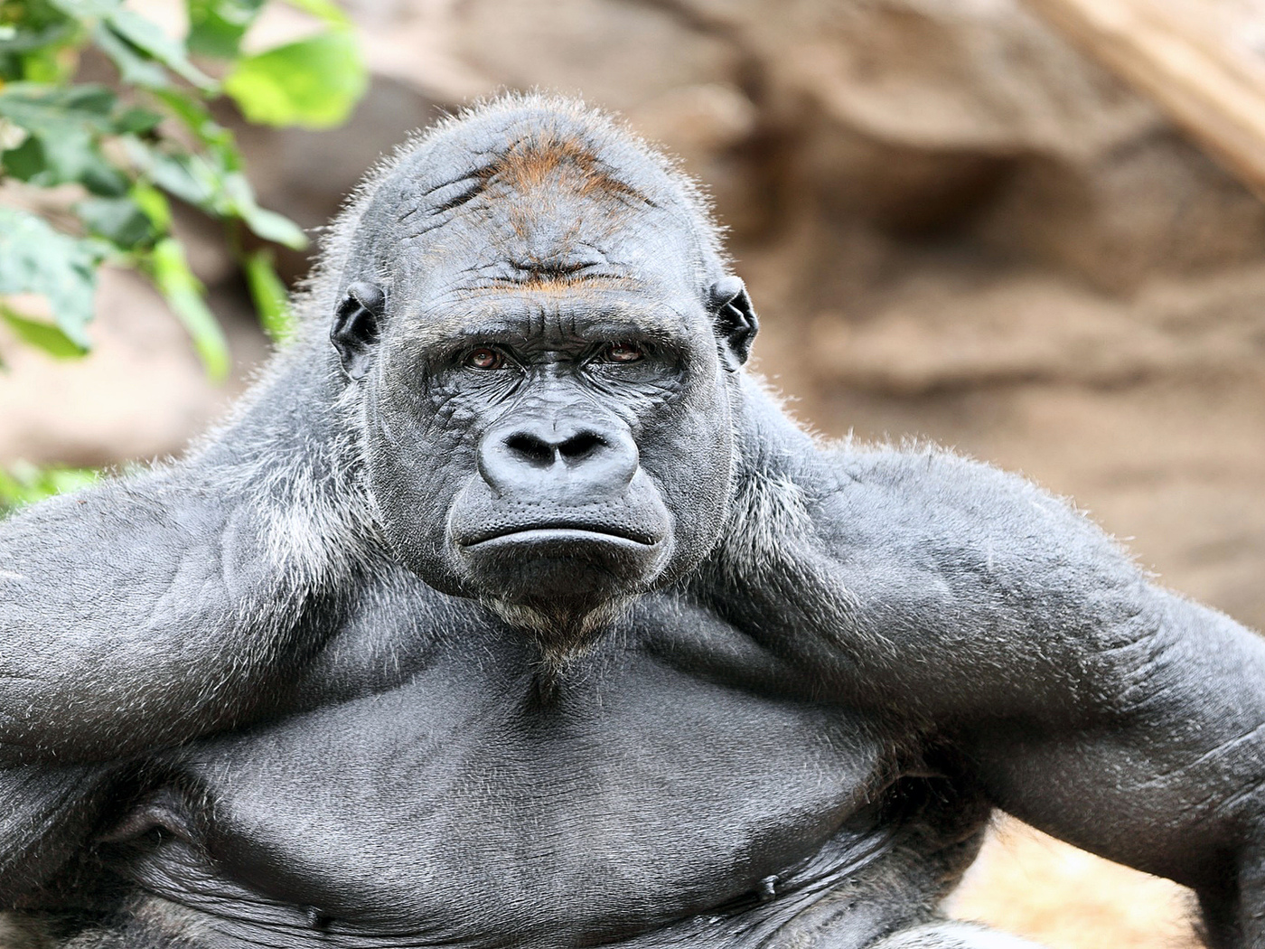 Почему гориллы сильнее штангистов. Ведь они полдня спят и не тренируются?