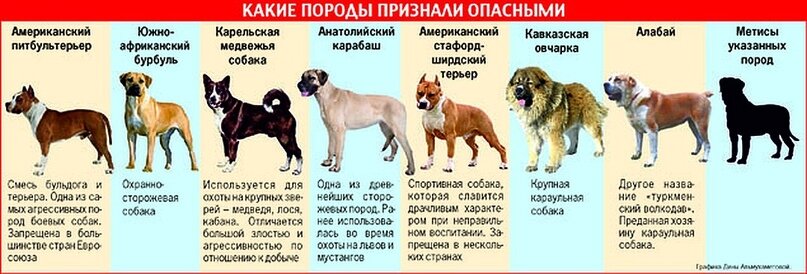 5 пород собак с «кошачьим» характером