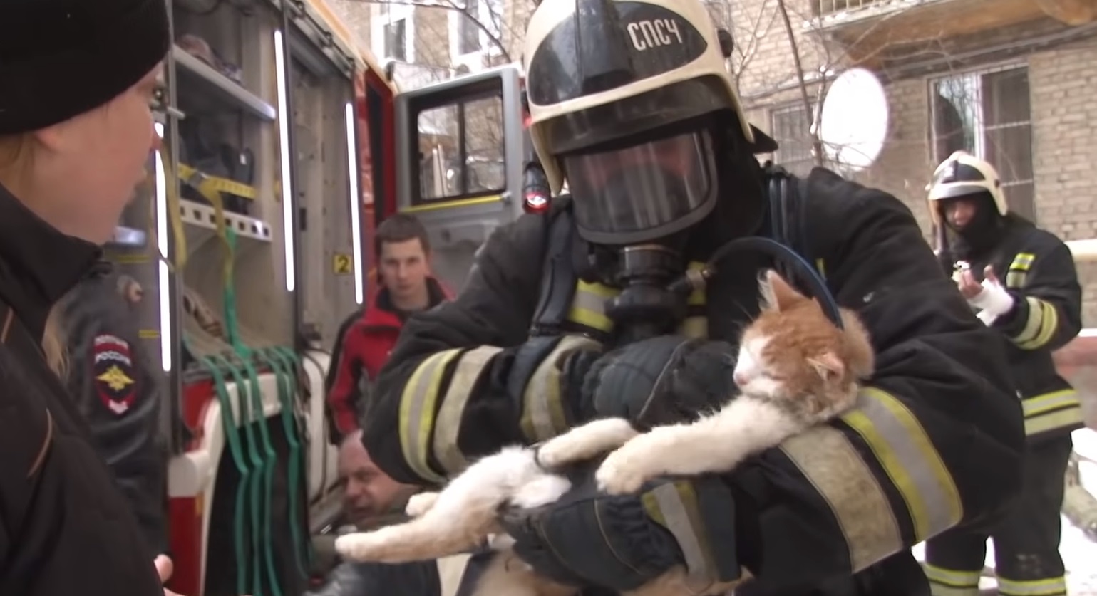 Кошка-спасатель