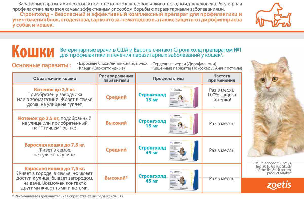 Нужна ли прививка домашней кошке. Стронгхолд для котов. Глистогонное для кошек стронгхолд. Стронгхолд дозировка котенку. Глистогонные капли котятам стронгхолд.