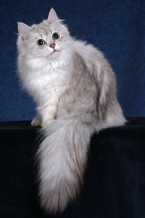 Шантильи тиффани (порода кошек): описание