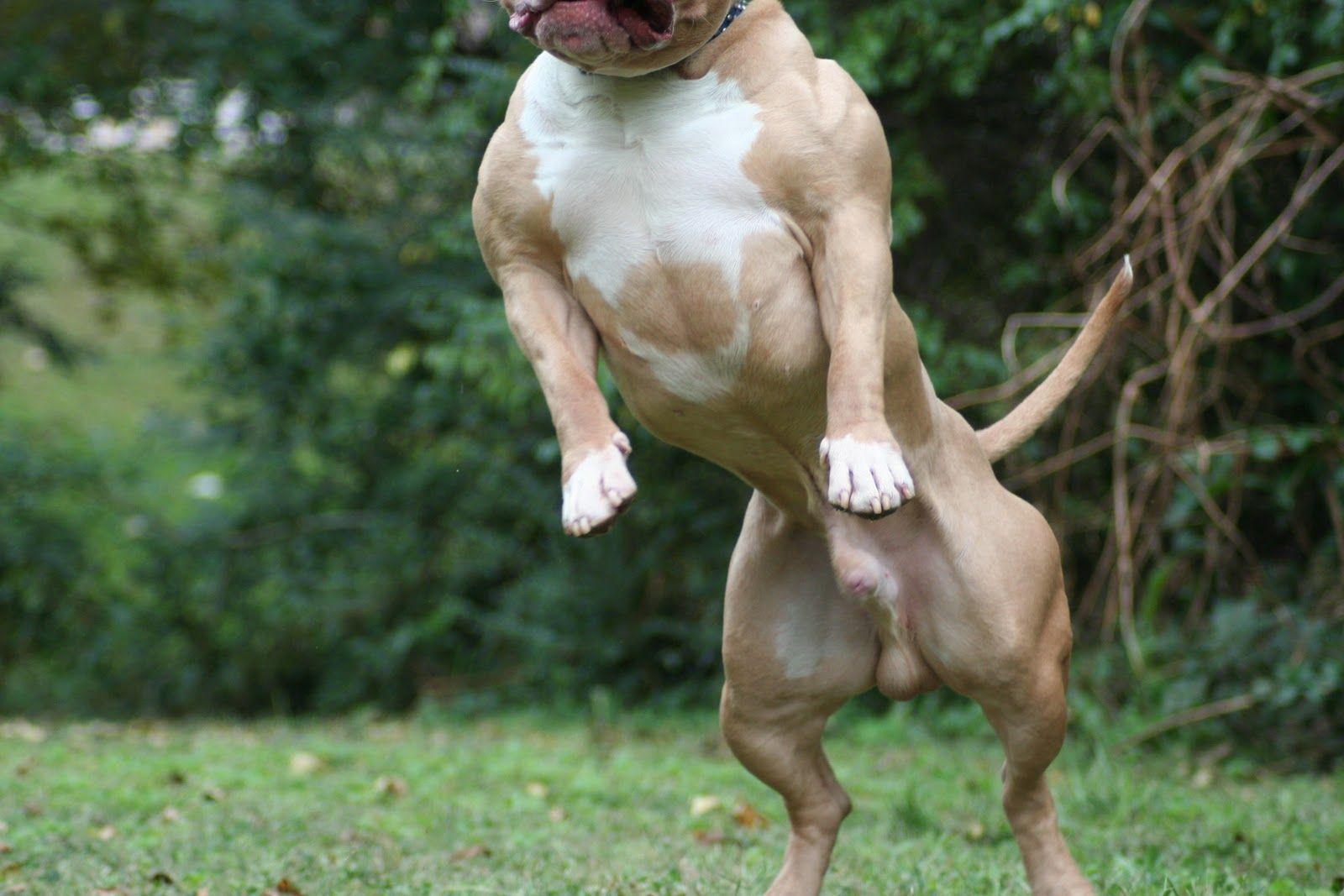 Накаченные собаки с мышцами: самые мускулистые в мире