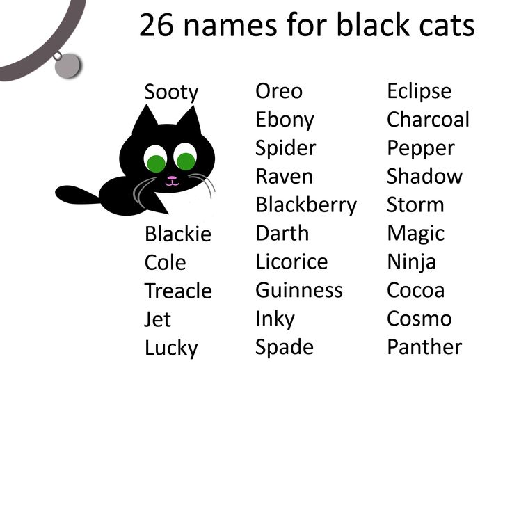 Как назвать черного кота: выбор клички для мальчика и девочки