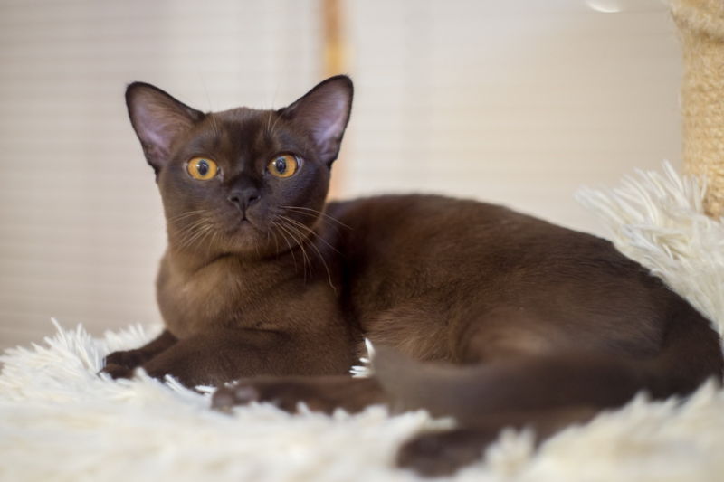 Бурманская кошка, характер котят и котов бурм