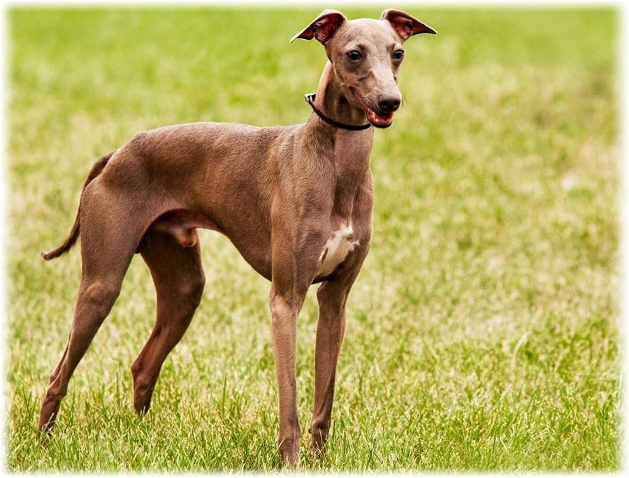 Левретка (собака): итальянская борзая порода