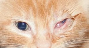 У котенка не открываются глаза: основные причины и что можно сделать
