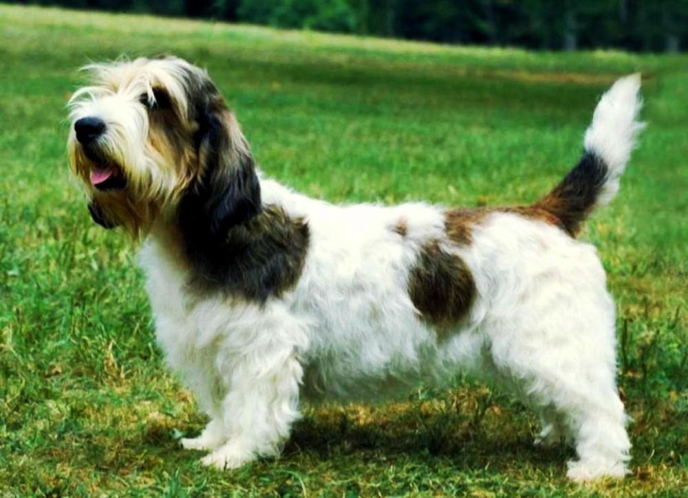 Вандейские гриффоны: забавные и шустрые собаки с очень непростым характером
