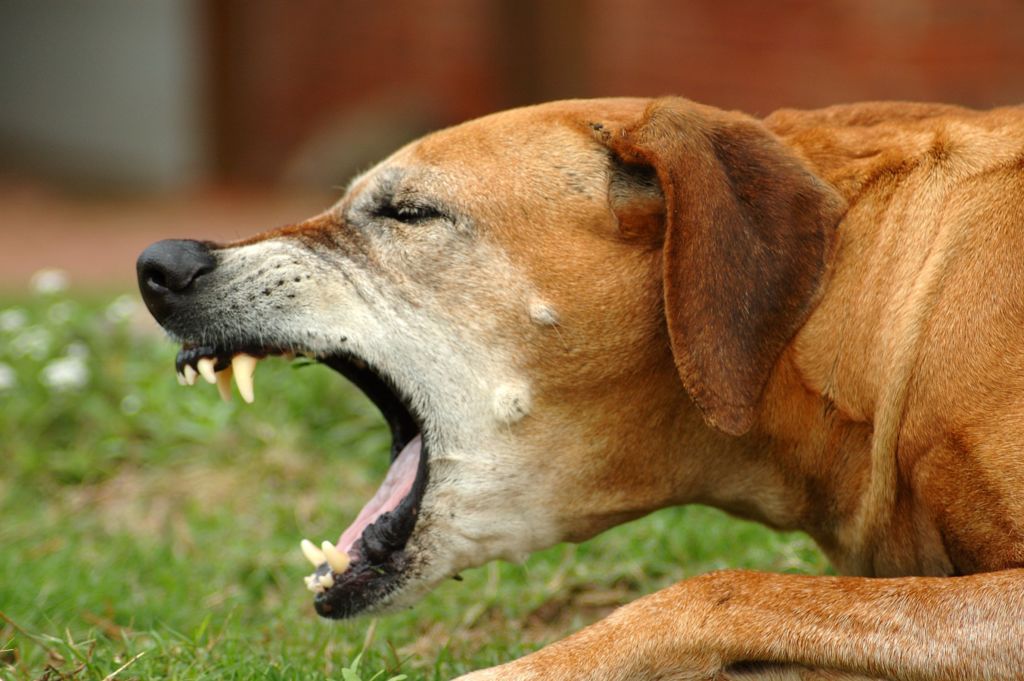 Собака кашляет как будто подавилась: почему и что делать