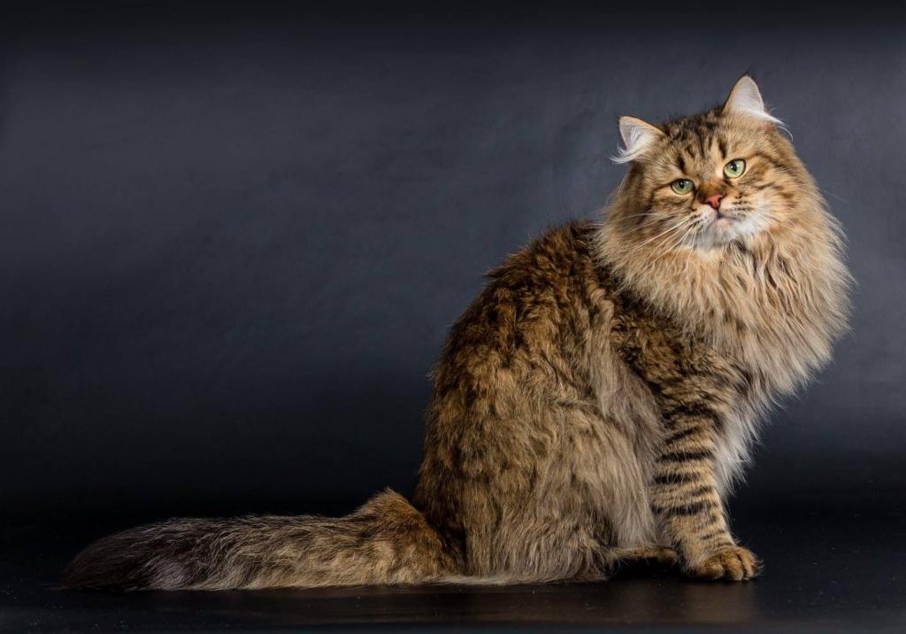 Сибирская кошка (Сибирский кот)