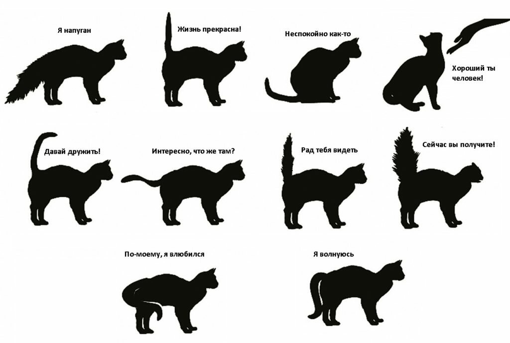 Почему кошки виляют хвостом: варианты что это значит