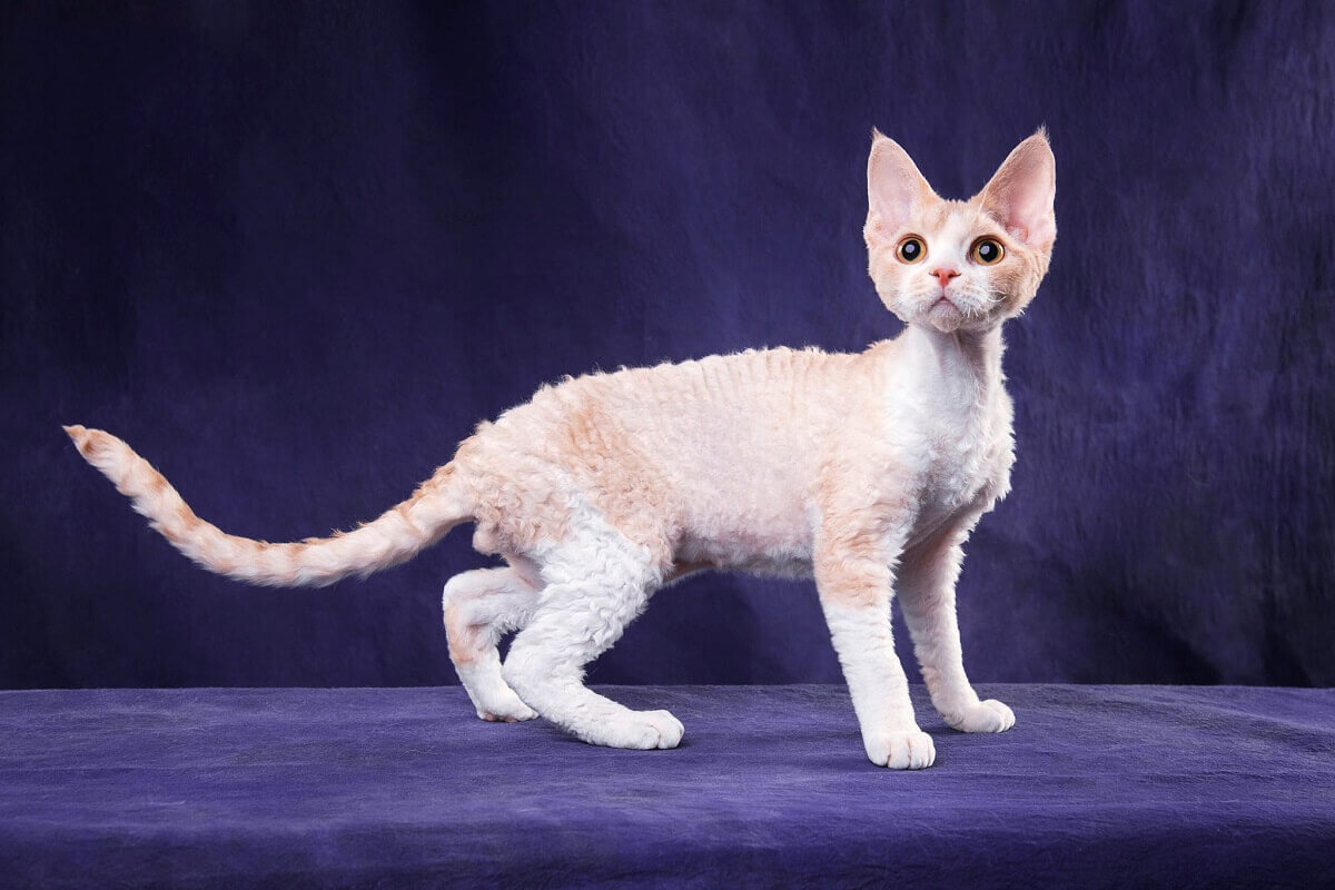 Девон Рекс: коты и кошки