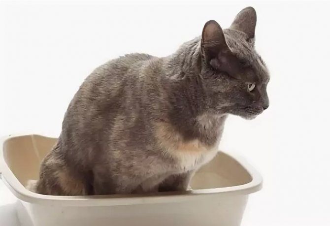 Запор у кошки — помощь питомцу в деликатной проблеме