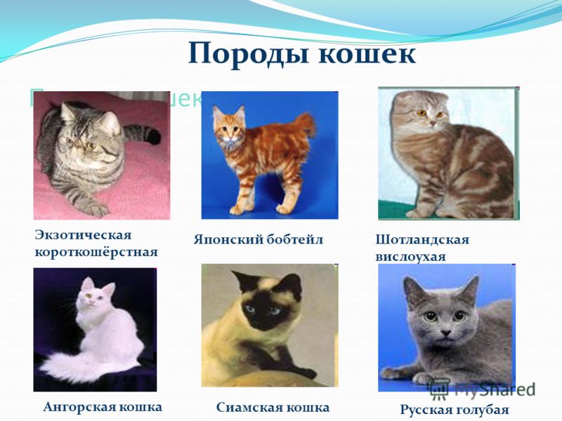 Породы кошек: разновидности и их описание
